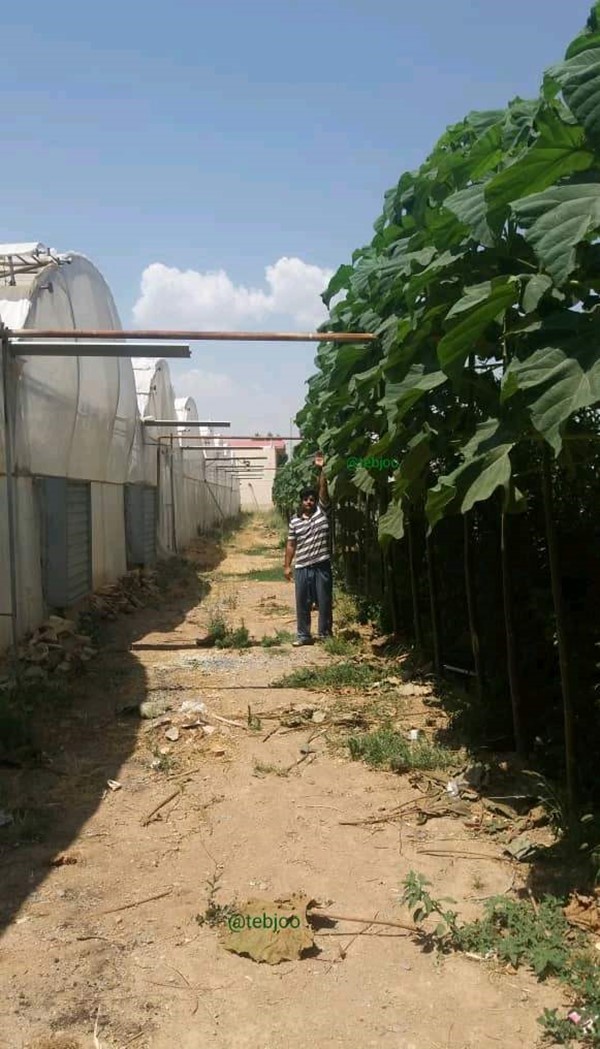 زراعت چوب پالونیا هیبرید طب جو نهال پالونیا اصلاح شده درخت چوب پالونیا بادگیر گلخانه